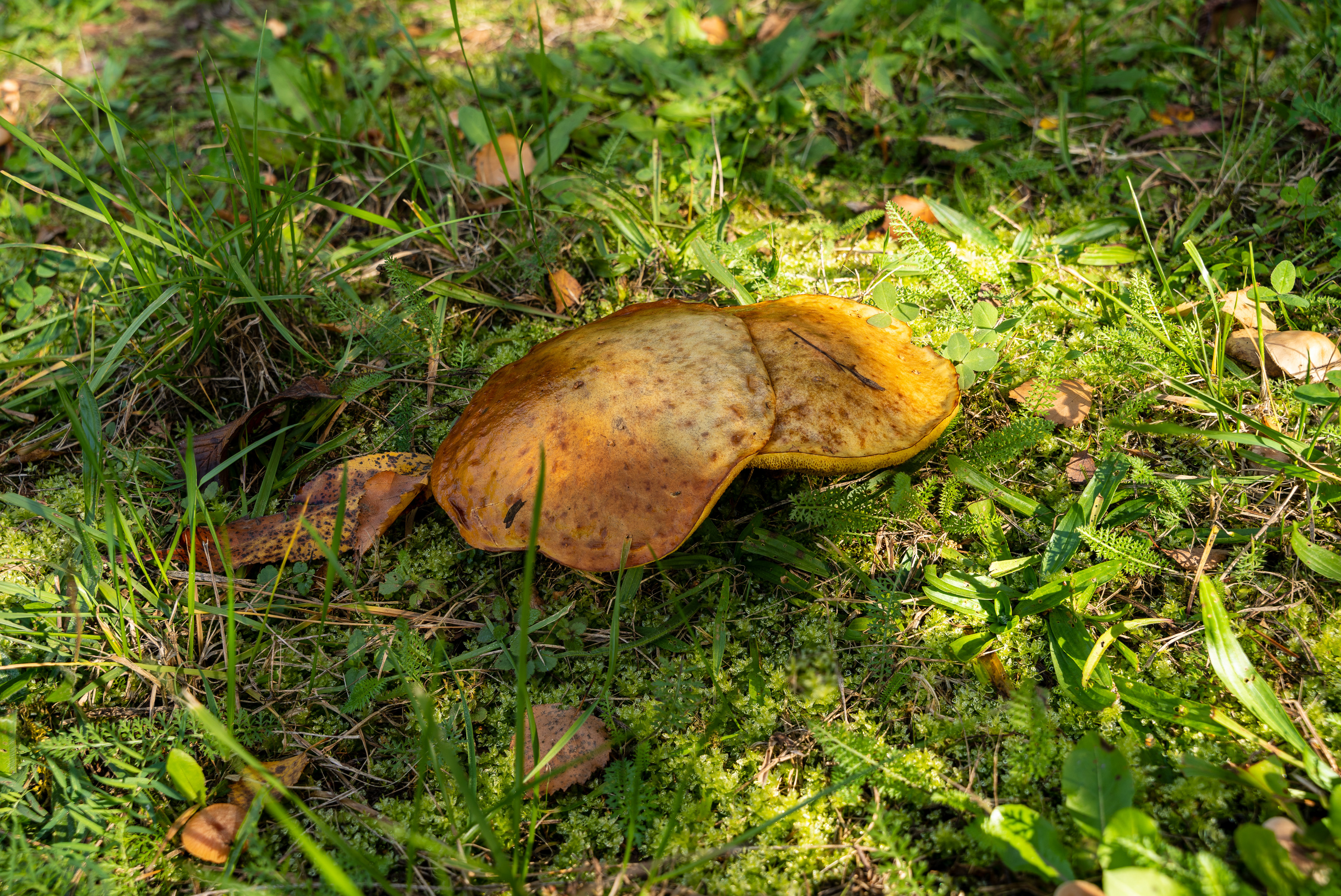 2022-12-16 18-31-40 (B,R8,S4).jpg