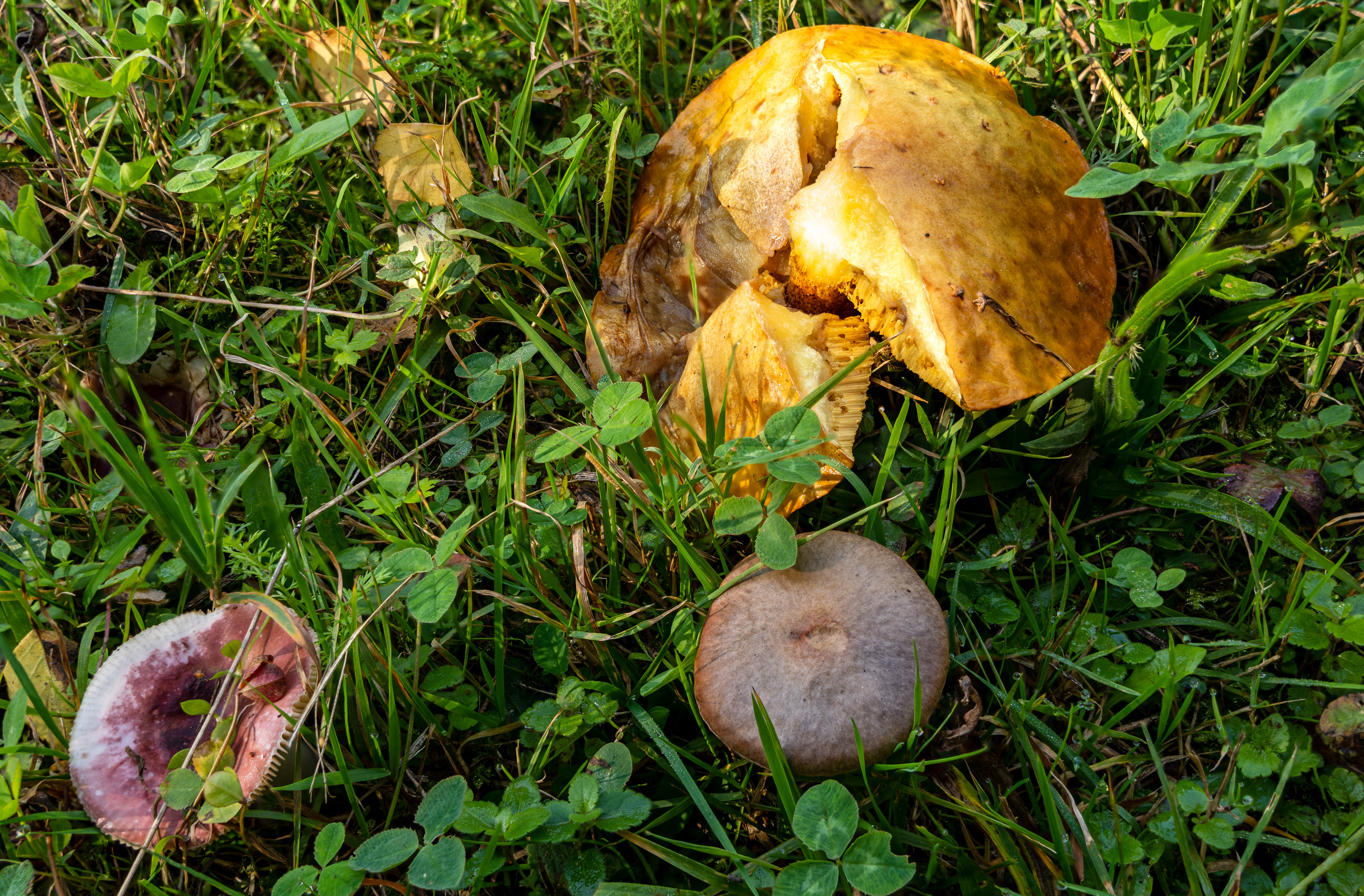 2022-12-16 18-32-54 (B,R8,S4).jpg