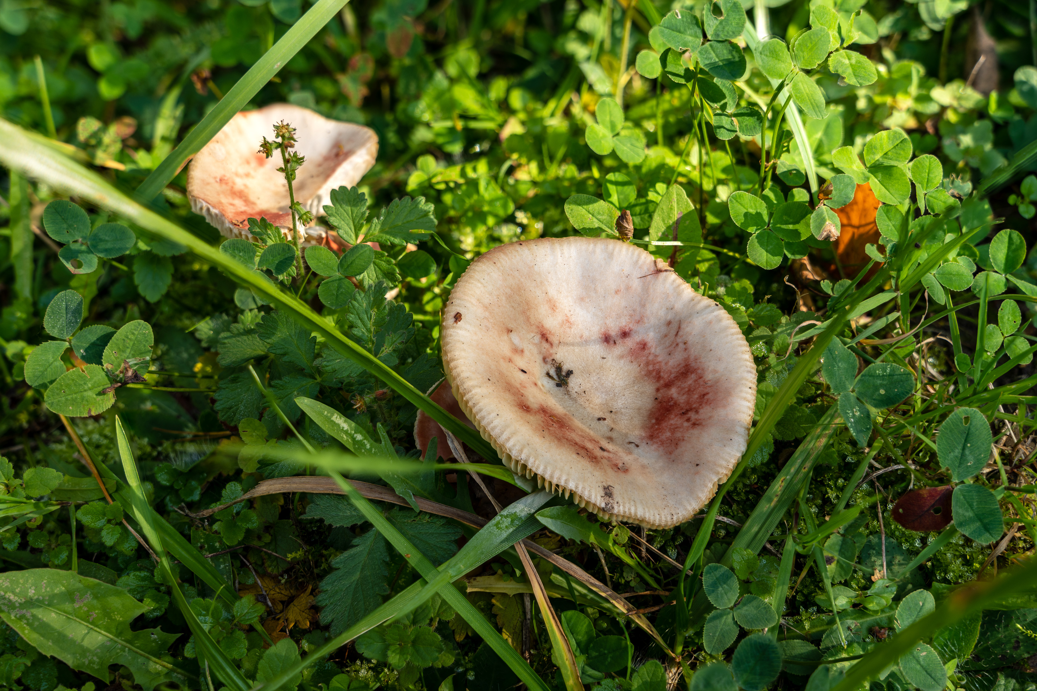 2022-12-16 18-34-37 (B,R8,S4).jpg