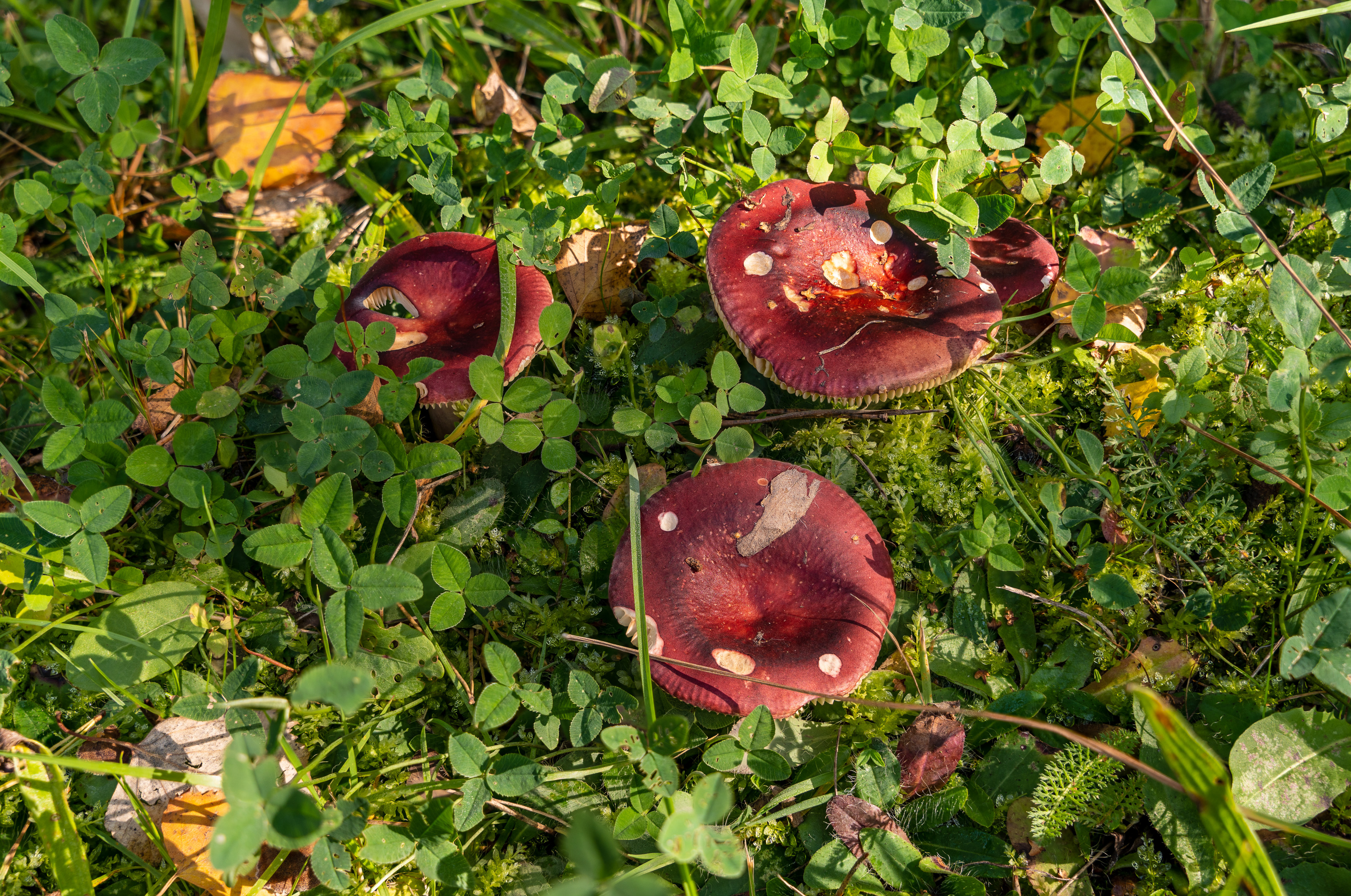 2022-12-16 18-46-02 (B,R8,S4).jpg