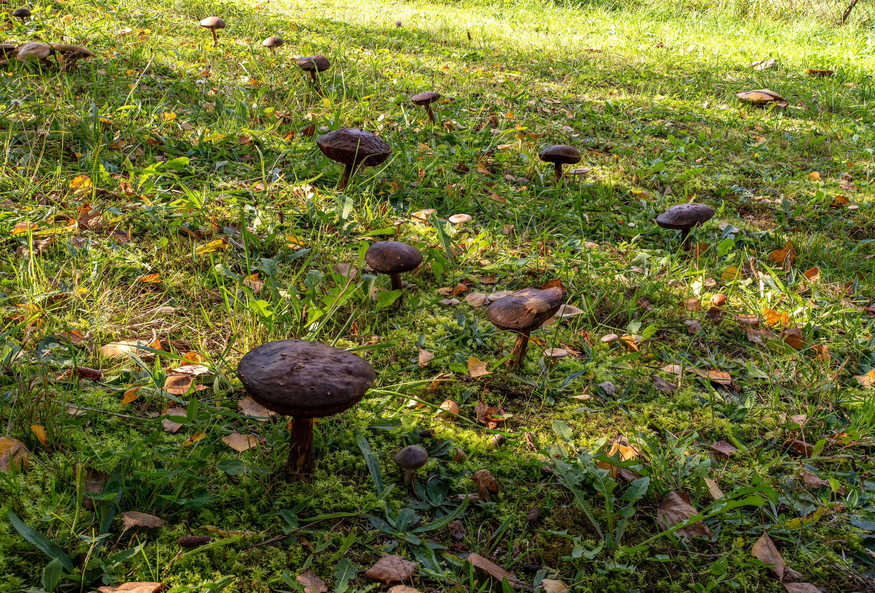 2022-12-16 18-51-37 (B,R8,S4).jpg